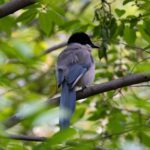 Vroege vogelwandeling op de Sprengenberg in teken van vogelzang