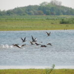 Wandeling door de Duursche Waarden op 6 juli: ontdek de natuur langs de IJssel