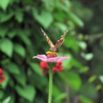 Open Tuinenweekend Groei & Bloei: Kom inspiratie opdoen